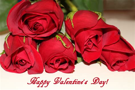 Happy Valentines Day Red Roses Free Stock Photo Public Domain Pictures