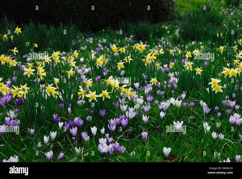 A Show Of Daffodils And Crocus On A Garden Lawn In Spring Uk Stock