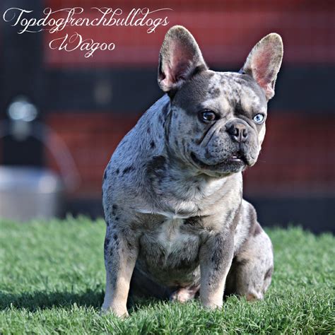 Top 10 French Bulldog Mix Puppies For Sale You Need To Know