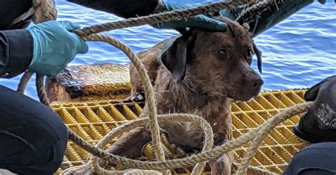 Dog Rescued At Sea Oil Rig Workers Rescue Canine Swimming 135 Miles