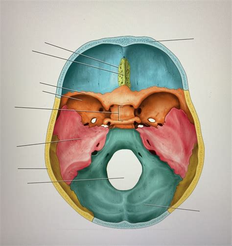 Skull Internal View Of Cranial Base Diagram Quizlet