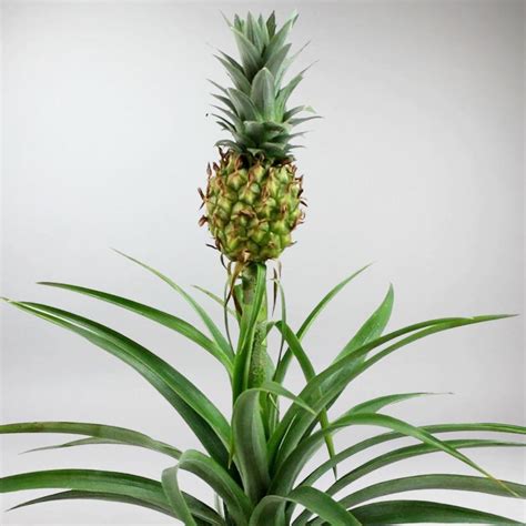 Pineapple Plant Your Dwarf Ananas Comosus Bloombox Club
