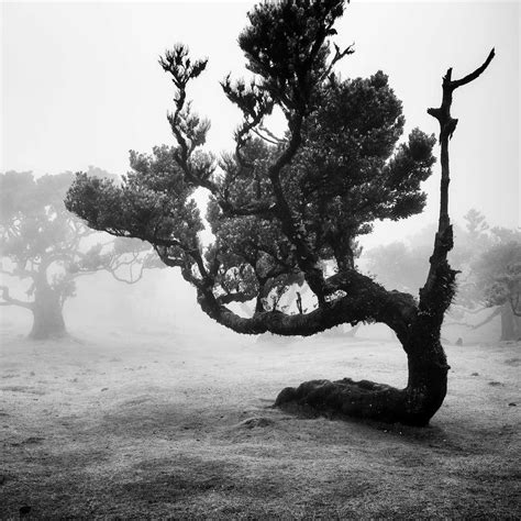 Gerald Berghammer Twenty Trees Avenue Row Of Trees Black And White