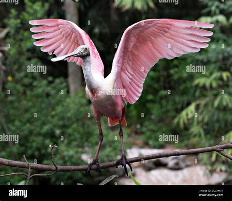 Roseate Spoonbill Bird Perched With Spread Wings With A Blur Background