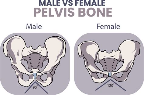 Male Vs Female Pelvic Bone Anatomy Vrogue Co