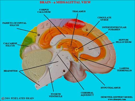 Midsagittal Section Of The Brain Color Coded