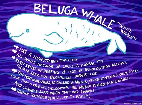 My Zoetrope 026 Beluga Whale Beluga Whale Beluga Whale