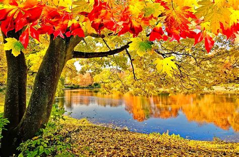 Autumn Season Autumn Lake Tranquility River Golden Fall Colors