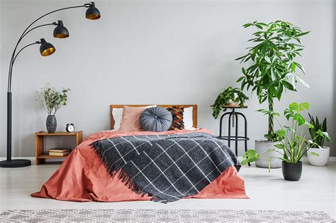 8 Best Bedroom Plants That Purify The Air And Improve Your Sleep Quality
