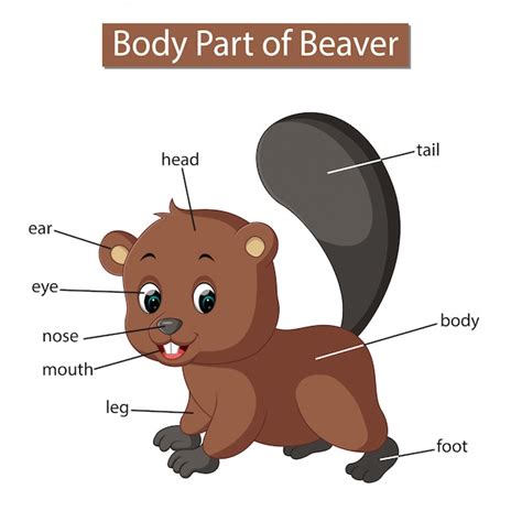 Premium Vector Diagram Showing Body Part Of Beaver