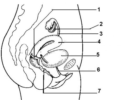 Human body hormones vector illustration diagram, human organ collection. Female Reproductive System Diagram Unlabeled Beautiful ...