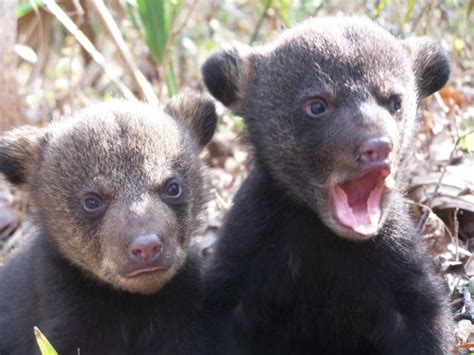 Rare Black Bear Quints Baby Animal Zoo