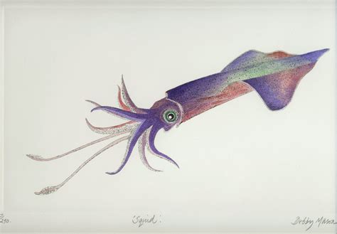 Squid II - Cephalopods Small Prints Hand Coloured Etching ...