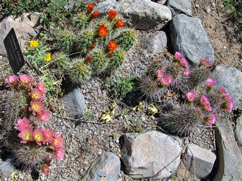 Information is deemed reliable but not guaranteed. Echinocereus flowers: Oliver Lee Memorial State Park, New ...