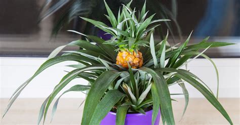 Growing Your Own Pineapple Is Way Easier Than Youd Think Huffpost