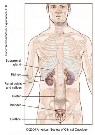 Most people have two kidneys located near the middle of the back, just below the rib cage. Urostomy | Cancer.Net