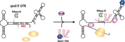 What does rpos stand for? Anti-antisense activation of rpoS by DsrA. In E. coli and ...