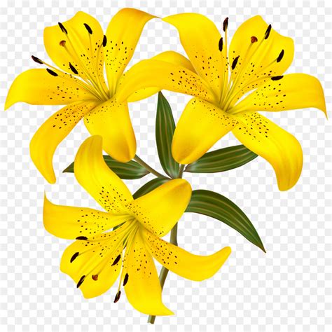 Hemerocallis Fulva Lilium Bulbiferum Tiger Lily png transparente grátis