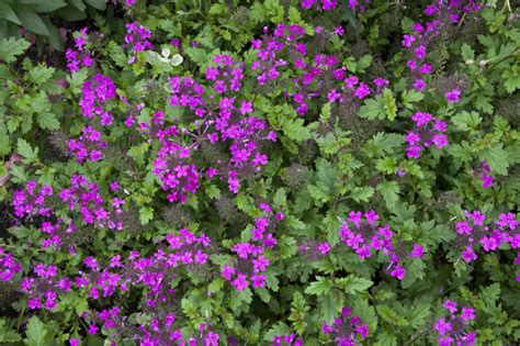 Verbena Canadensis Perfecta Spike Speedwell 4 Pot Little Prince To