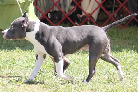 american staffordshire terrier breed information american staffordshire terrier images