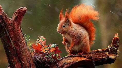 Autumn Squirrel Tree Red Squirrel Autumn Nuts Snow Flakes Hd