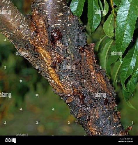 Canker On Plum Trees