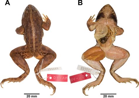 Animal Physiology From Genes To Organisms 2nd Edition Pdf - Aja Pictures