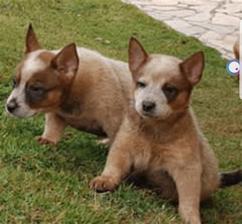 See more of australian cattle dog puppies for sale on facebook. Australian Cattle Dog Puppies For Sale | Georgetown, TX ...
