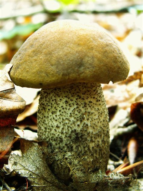 Leccinum carpini - identifier-les-champignons.com
