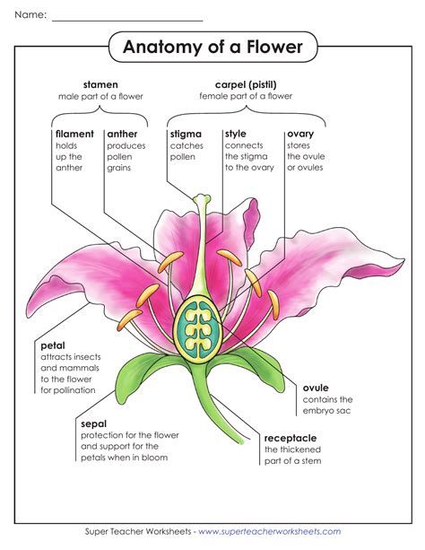 Pistil Of A Flower Definition Information Online
