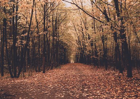 Scenic View of Forest · Free Stock Photo