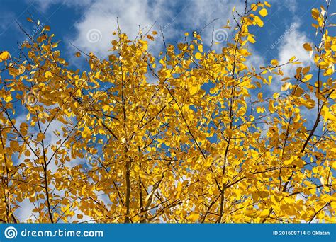 Horizontal Photo Of A Group Of Aspen Trees With Yellow Foliage Is