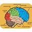 Diagram Of The Human Brain Parts 8  Biological Science Picture
