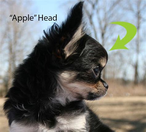 Do you have your book? White Applehead Chihuahua | applehead Deer Head Chihuahuas ...