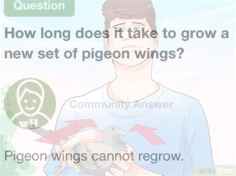 How To Hold A Pigeon Scrolller