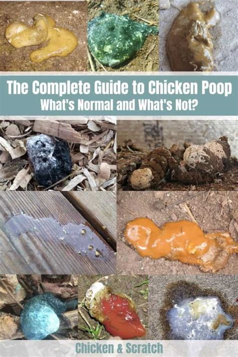 Chicken Poop Guide Whats Normal And Whats Not