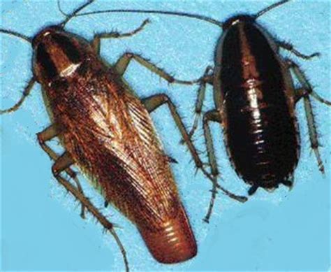What are the differences between a palmetto bug vs. Image:German roach close up - Hearts Pest Management