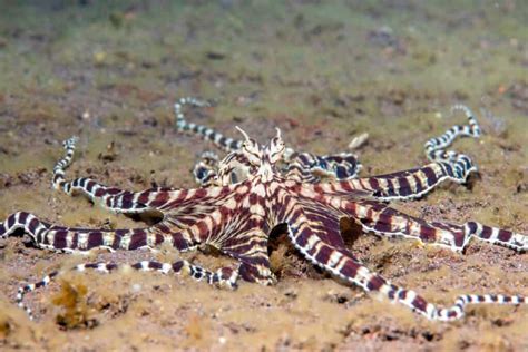 The 10 Largest Octopuses In The World Az Animals