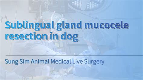 Warning Sublingual Gland Mucocele Resection In Dog Sung Sim Animal
