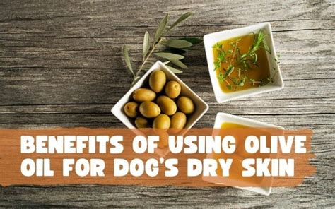 6 Benefits Of Using Olive Oil For Dogs Dry Skin