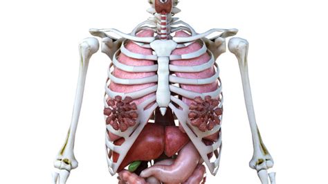 Female Body Skeleton Organs D Model Turbosquid My Xxx Hot Girl