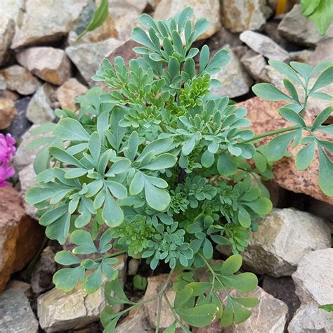 Harvesting Rue Herbs How And When To Use Rue Plants From The Garden
