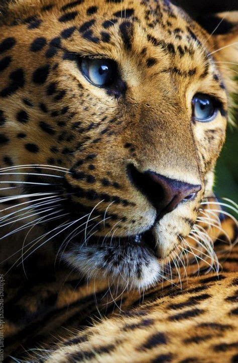Leopard Eyes Shades Of Blue Animals Beautiful Animals Wild