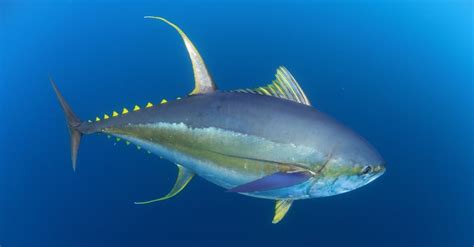 Yellowfin Tuna | Incredible Facts, Pictures | AZ Animals