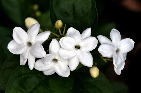Health Benefits Of Flowering Plant Jasmine