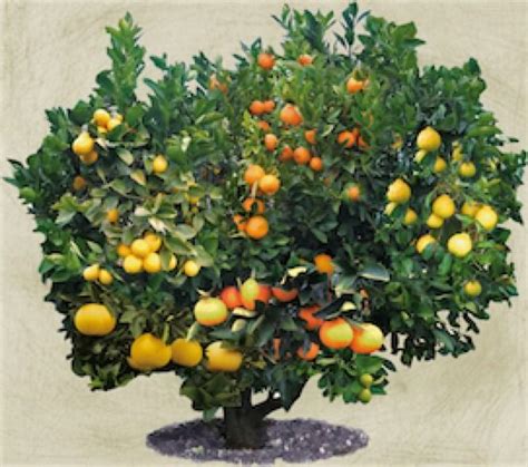 A Fruit Tree With Multiple Varieties Of Citrus On It Now I Just Need