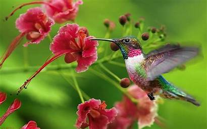 Birds Wallpapers Hummingbird Exotic 4k Desktop Fast