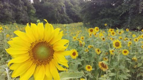 Sunflower Field Mckee Beshers Wildlife Management Area Poolesville