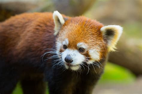 The Oregon Zoo Is Now Home To A Very Good Red Panda