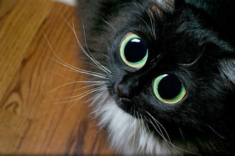Big Eyed Cat Begging By Berkehaus Photography Cats With Big Eyes